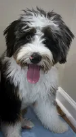 Teddy, a male Bernedoodle and Miniature Bernedoodle for sale in Richmond, KY – 4 of 6