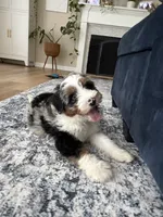 Teddy, a male Miniature Bernedoodle for sale in Richmond, KY – 5 of 5