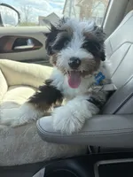 Teddy, a male Miniature Bernedoodle for sale in Richmond, KY – 3 of 5