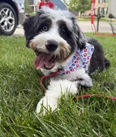 Teddy, a male Miniature Bernedoodle for sale in Richmond, KY – 2 of 5