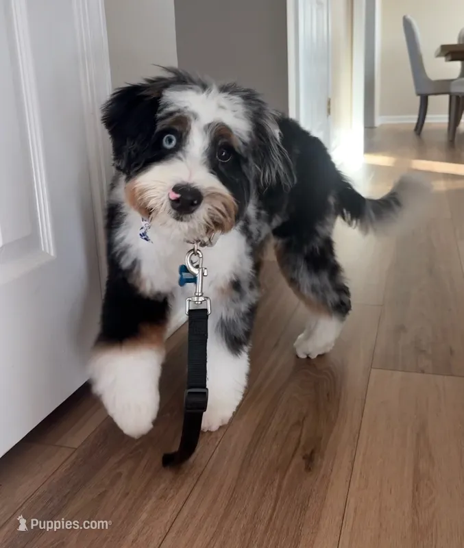 Teddy – Miniature Bernedoodle puppy for sale in Richmond, KY