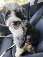 Teddy, a male Bernedoodle and Miniature Bernedoodle for sale in Richmond, KY – 2 of 6