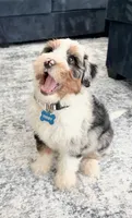 Teddy, a male Miniature Bernedoodle for sale in Richmond, KY – 4 of 5
