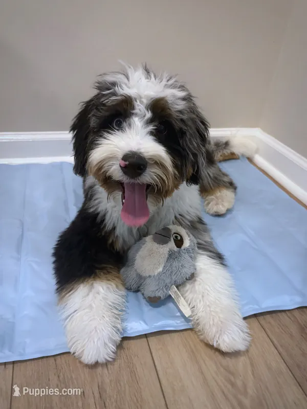 Teddy – Bernedoodle, Miniature Bernedoodle puppy for sale in Richmond, KY