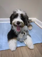 Teddy, a male Bernedoodle and Miniature Bernedoodle for sale in Richmond, KY – 1 of 6