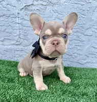 Bruno, a male French Bulldog for sale in Cape Coral, FL – Photo 3 of 6