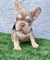 Bruno, a male French Bulldog for sale in Cape Coral, FL – Photo 1 of 6