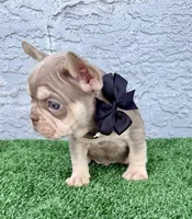 Bruno, a male French Bulldog for sale in Cape Coral, FL – Photo 2 of 6