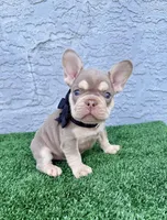 Bruno, a male French Bulldog for sale in Cape Coral, FL – Photo 6 of 6