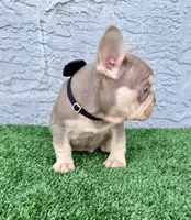 Bruno, a male French Bulldog for sale in Cape Coral, FL – Photo 5 of 6