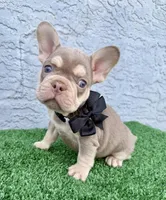 Bruno, a male French Bulldog for sale in Cape Coral, FL – Photo 4 of 6