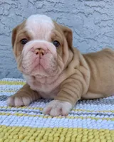 Rose  Dumpling Nina, a male English Bulldog for sale in Cape Coral, FL – 2 of 5
