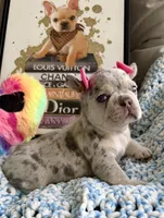 Merlina, a female French Bulldog for sale in Cape Coral, FL – 2 of 3