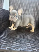 Walter, a male French Bulldog for sale in Cape Coral, FL – Photo 4 of 4
