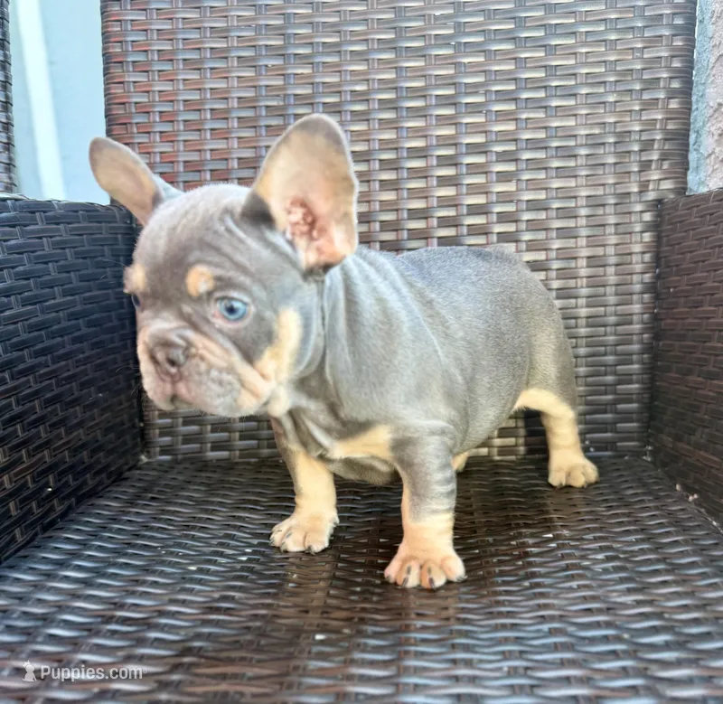 Walter – French Bulldog puppy for sale in Cape Coral, FL
