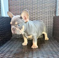 Walter, a male French Bulldog for sale in Cape Coral, FL – Photo 1 of 4