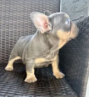 Walter, a male French Bulldog for sale in Cape Coral, FL – Photo 3 of 4