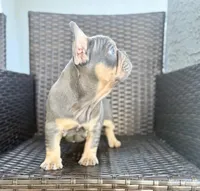 Walter, a male French Bulldog for sale in Cape Coral, FL – Photo 2 of 4