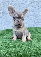 Blue, a male French Bulldog for sale in Cape Coral, FL – 5 of 5