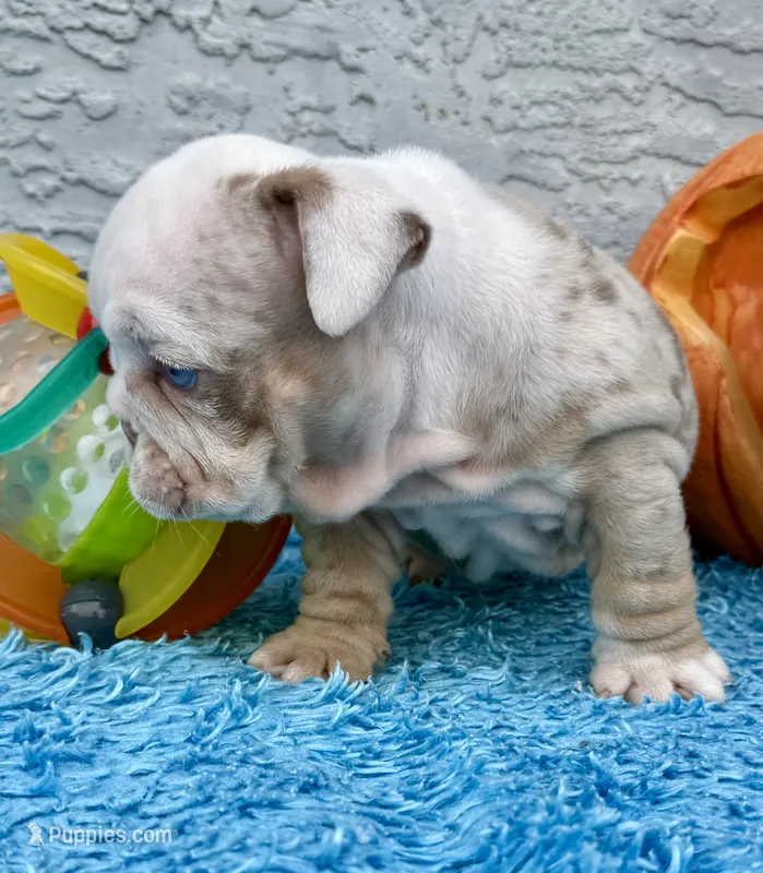Linda – English Bulldog puppy for sale in Cape Coral, FL