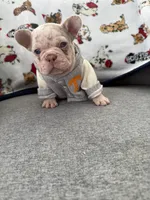 Tyson, a male French Bulldog for sale in Cape Coral, FL – Photo 3 of 3