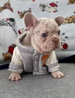 Tyson, a male French Bulldog for sale in Cape Coral, FL – Photo 2 of 3