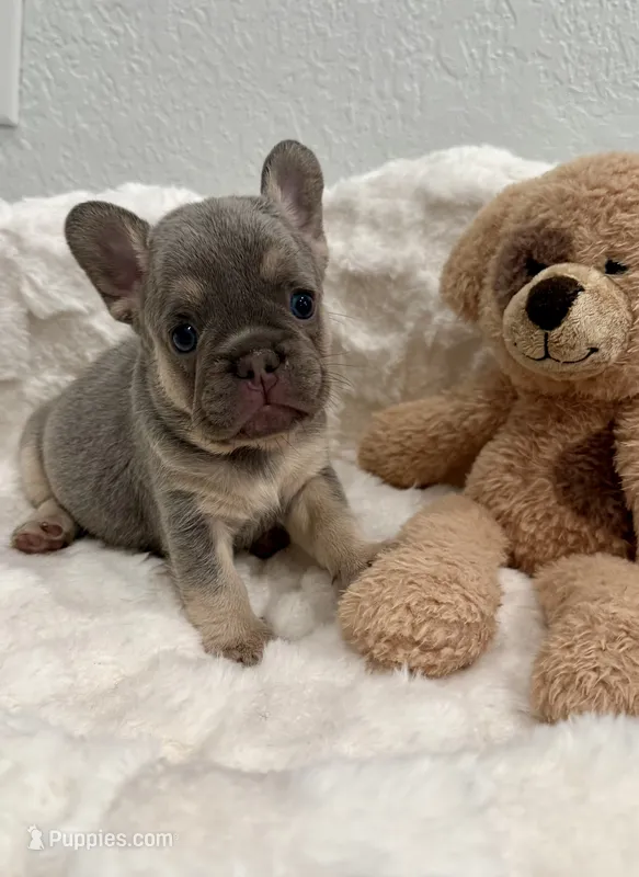 Samantha  – French Bulldog puppy for sale in Cape Coral, FL