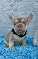 Maximo, a male French Bulldog for sale in Cape Coral, FL – 3 of 4