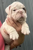 Snow Nino Dumpling , a male English Bulldog for sale in Cape Coral, FL – 3 of 3
