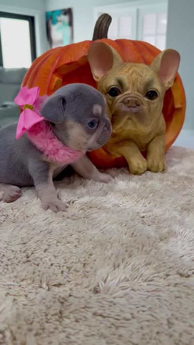 Athena, a female French Bulldog for sale in Cape Coral, FL – 5 of 5