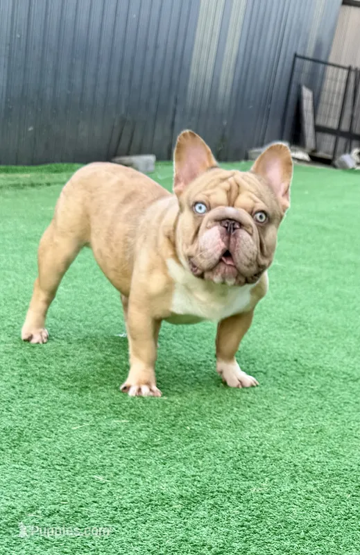 Thor – French Bulldog puppy for sale in Cape Coral, FL