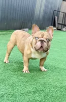 Thor, a male French Bulldog for sale in Cape Coral, FL – 1 of 4