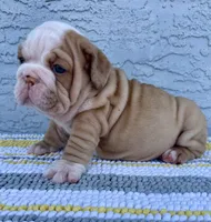 Rose  Dumpling Nina, a male English Bulldog for sale in Cape Coral, FL – 3 of 5