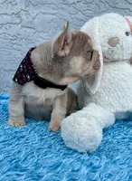 Maximo, a male French Bulldog for sale in Cape Coral, FL – 2 of 4