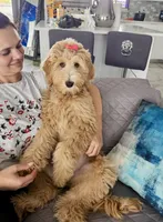 Chanel, a female Goldendoodle for sale in Cape Coral, FL – Photo 2 of 4