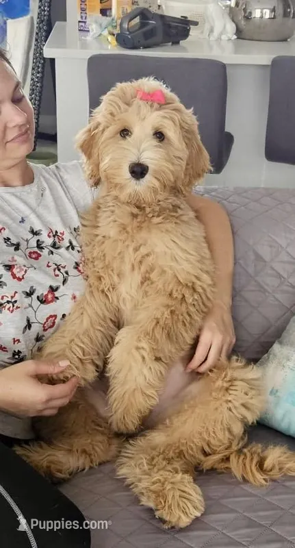 Chanel – Goldendoodle puppy for sale in Cape Coral, FL