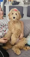 Chanel, a female Goldendoodle for sale in Cape Coral, FL – Photo 1 of 4