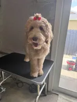 Chanel, a female Goldendoodle for sale in Cape Coral, FL – Photo 4 of 4