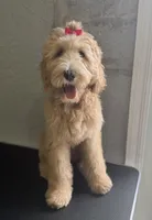 Chanel, a female Goldendoodle for sale in Cape Coral, FL – Photo 3 of 4