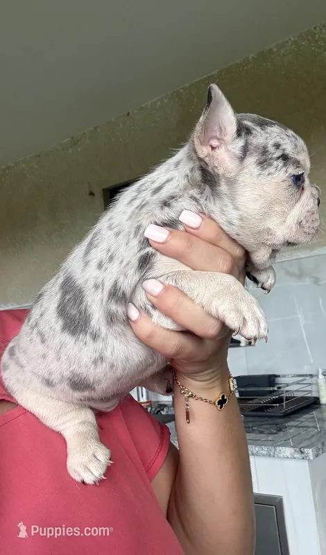 Merlina – French Bulldog puppy for sale in Cape Coral, FL