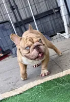 Thor, a male French Bulldog for sale in Cape Coral, FL – 2 of 4