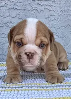 Arthur Nino Dumpling , a male English Bulldog for sale in Cape Coral, FL – 2 of 5