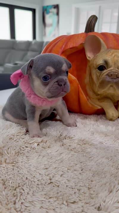 Athena, a female French Bulldog for sale in Cape Coral, FL – 4 of 5