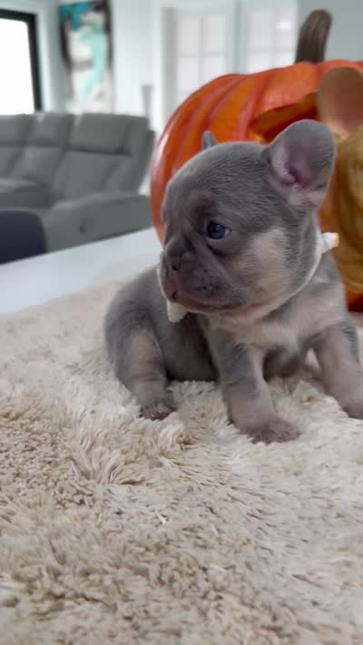 Samantha , a female French Bulldog for sale in Cape Coral, FL – 3 of 3