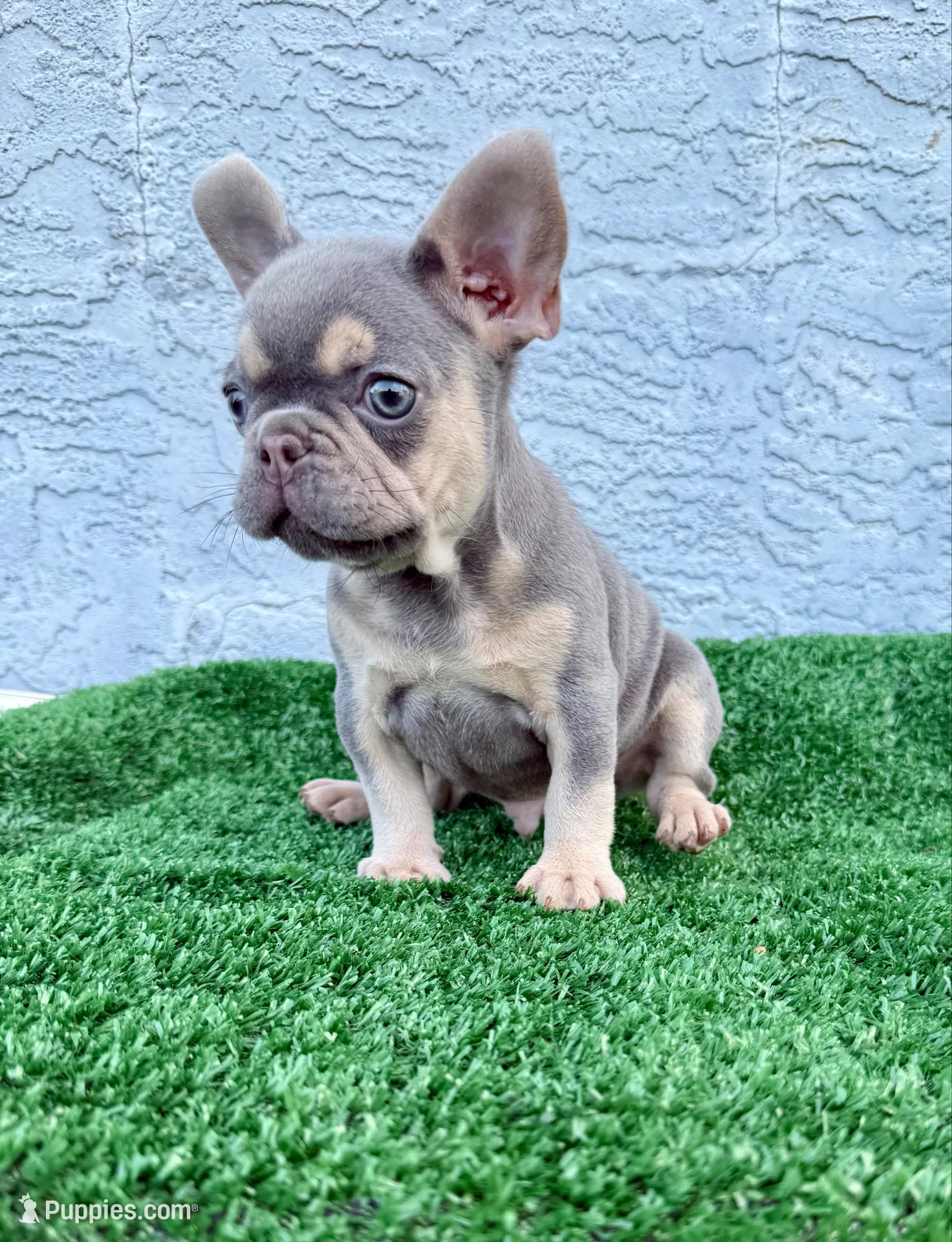 Blue, a male French Bulldog for sale in Cape Coral, FL – 2 of 5