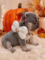 Samantha , a female French Bulldog for sale in Cape Coral, FL – 2 of 3