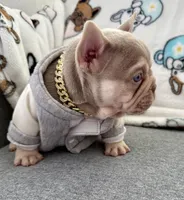 King, a male French Bulldog for sale in Cape Coral, FL – Photo 1 of 3