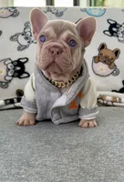 King, a male French Bulldog for sale in Cape Coral, FL – Photo 3 of 3