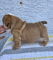 Arthur Nino Dumpling , a male English Bulldog for sale in Cape Coral, FL – 4 of 5