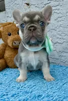 Zoe, a female French Bulldog for sale in Cape Coral, FL – 3 of 3